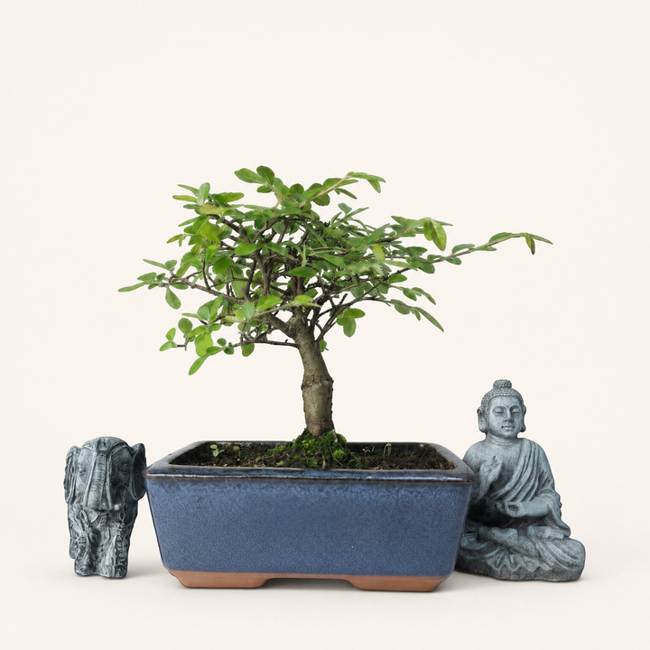 Chinese Elm (Ulmus Parvifolia) Bonsai Tree | Broom | In 15cm Pot - Yorkshire Bonsai standardised image 20260606-151659