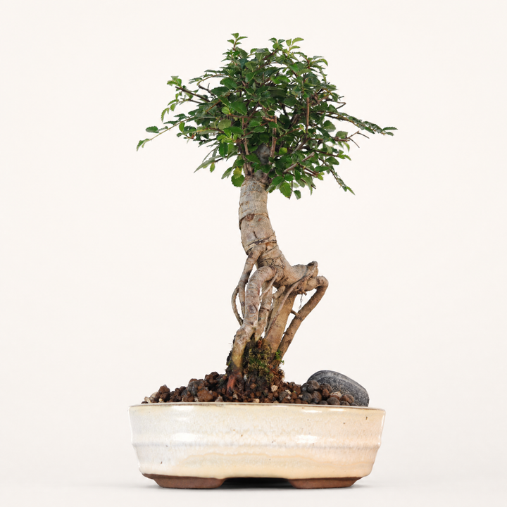 Chinese Elm (Ulmus Parvifolia) Bonsai Tree | Broom | In 16cm Pot | Great Gift