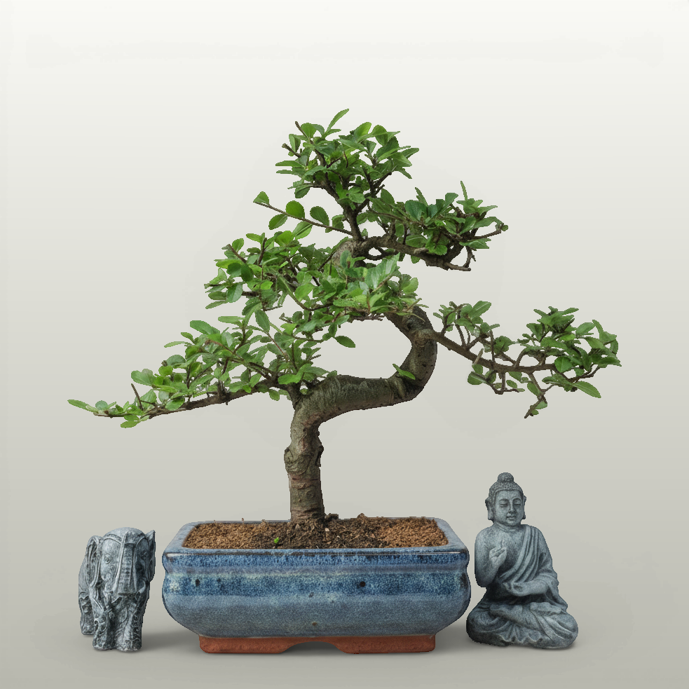 bonsai tree for sale london Chinese Elm (Ulmus Parvifolia) Bonsai Tree | Shaped