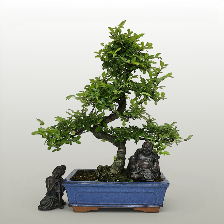 Chinese Elm (Ulmus Parvifolia) Bonsai Tree | Shaped | In 25cm Pot - Yorkshire Bonsai standardised image 20260606-160303