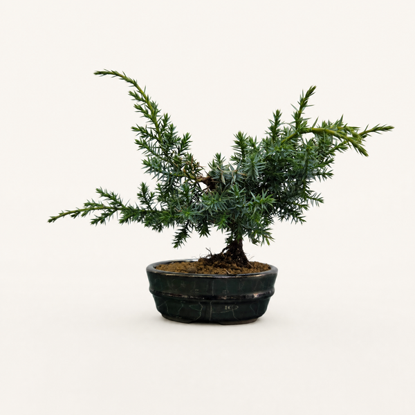 Chinese Juniper (Juniperus chinensis 'Blue Alps') Bonsai Tree | In 12cm Silver Oval Pot