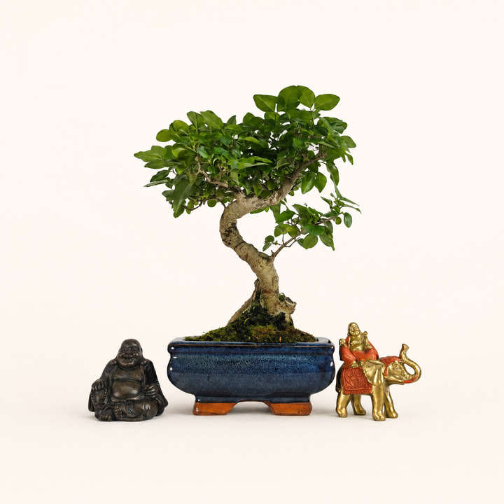 Chinese Privet (Ligustrum Sinense) Bonsai Tree | Shaped | In 15cm Pot