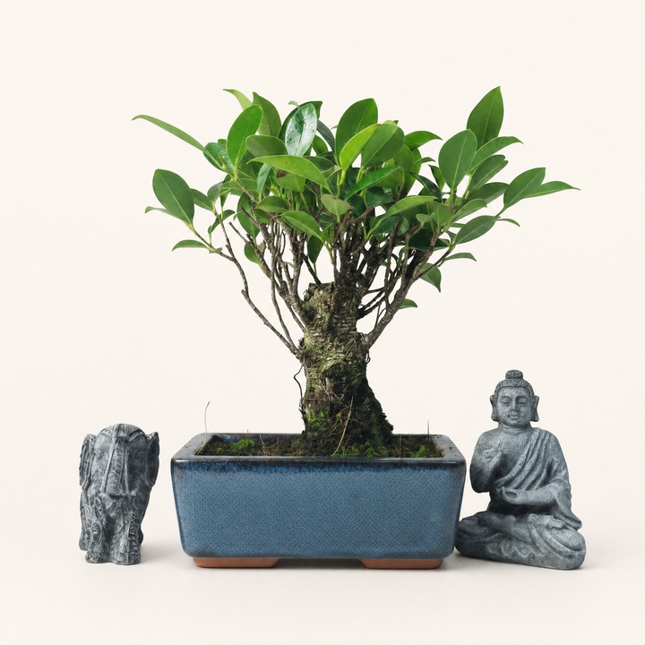 Ficus Microcarpa (Banyan Fig) Indoor Bonsai Tree | Broom | In 15cm Pot