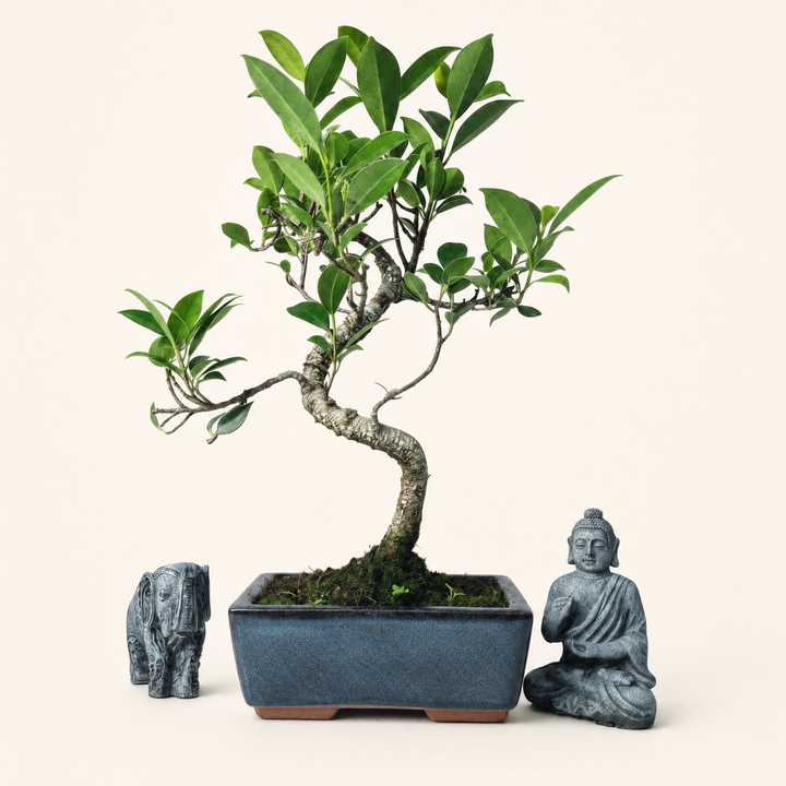 Ficus Microcarpa (Banyan Fig) Indoor Bonsai Tree | Shaped | In 15cm Pot