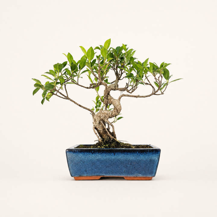 Ficus Microcarpa (Banyan Fig) Indoor Bonsai Tree | Shaped | In 25cm Pot