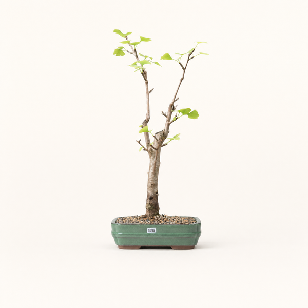 Ginkgo bonsai tree 5532
