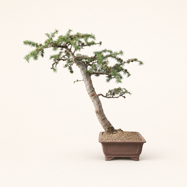 Japanese Larch bonsai tree 5527 detail view