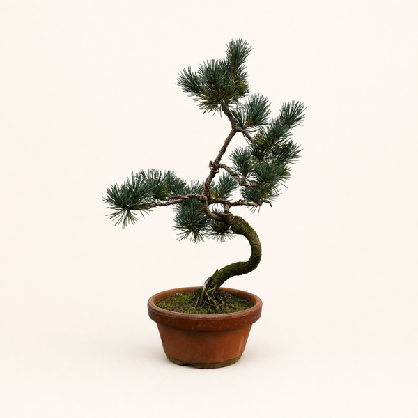 Japanese White Pine bonsai in a 16cm pot, front view - representative image