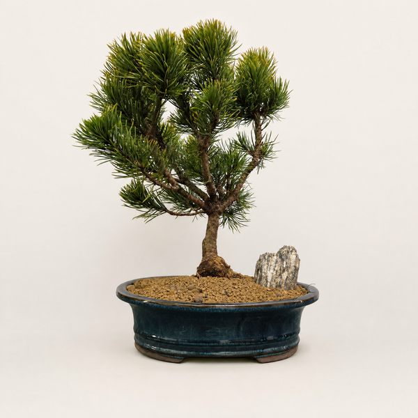 Pinus mugo Carsten bonsai in a 26cm blue oval pot - representative image