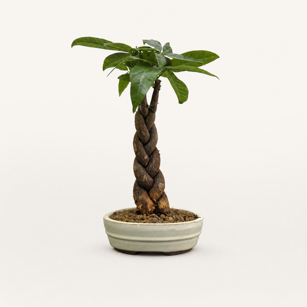 Braided Pachira tree in a 16cm white oval pot - representative image