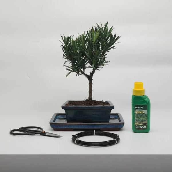 Buddhist Pine (Podocarpus Micro) Bonsai Tree | Broom | In 15cm Pot | 3 Piece Starter Kit | Drip Tray