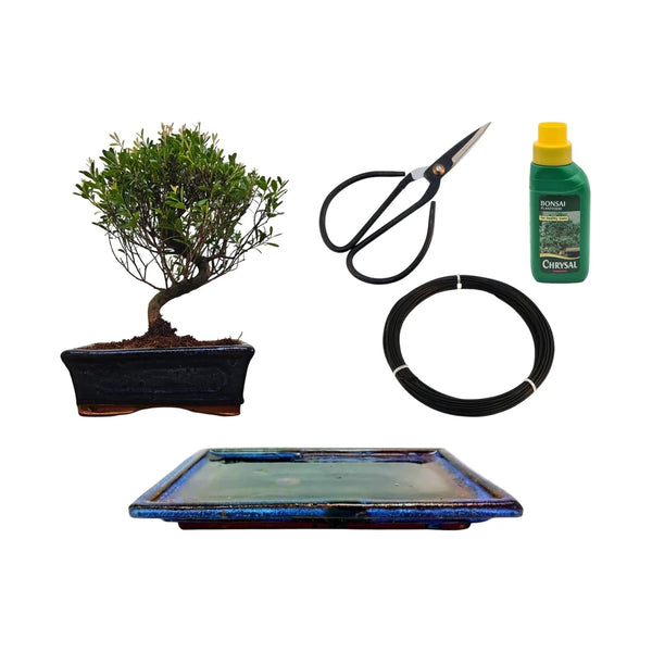 Brush Cherry Bonsai Tree in 15cm Pot | Semi-Shaped | 3 Piece Starter Kit | Drip Tray