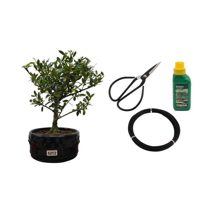 Japanese Holly (Ilex Crenata) Bonsai Tree | Broom | In 12cm Pot | 3 Piece Starter Kit