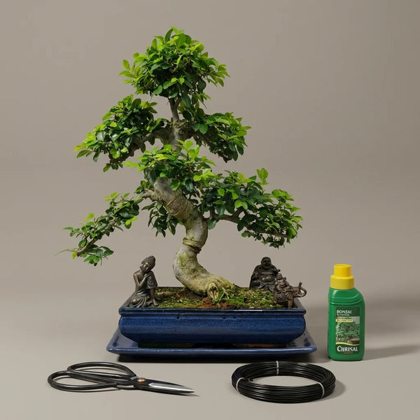 Chinese Elm Bonsai Tree in 40cm Pot | Shaped | 3 Piece Starter Kit | Drip Tray