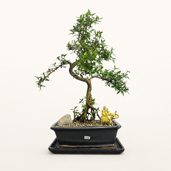 Snow Rose (Serissa) Premium Bonsai Tree Bundle | Shaped | In 26cm Pot | 5326