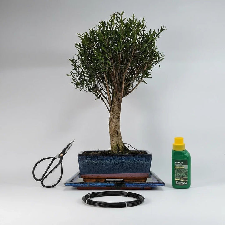 Brush Cherry (Syzygium) Bonsai Tree | Broom | In 20cm Pot | 3 Piece Starter Kit | Drip Tray