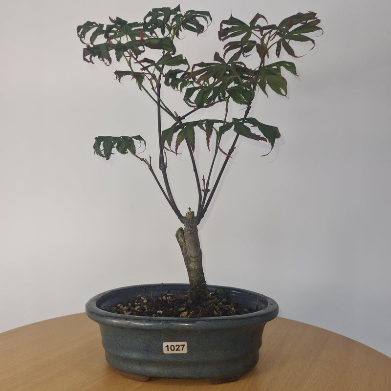 Japanese Maple (Acer) Bonsai Tree | Nomura | 35-45cm High | In 20cm Pot