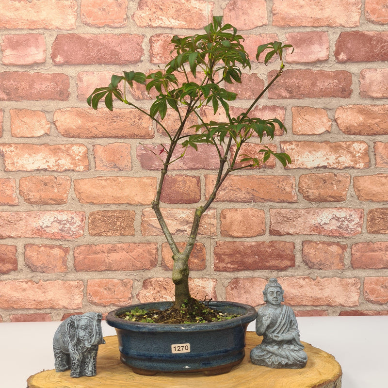 Japanese Maple (Acer) Bonsai Tree | Nomura | 35-45cm High | In 20cm Pot