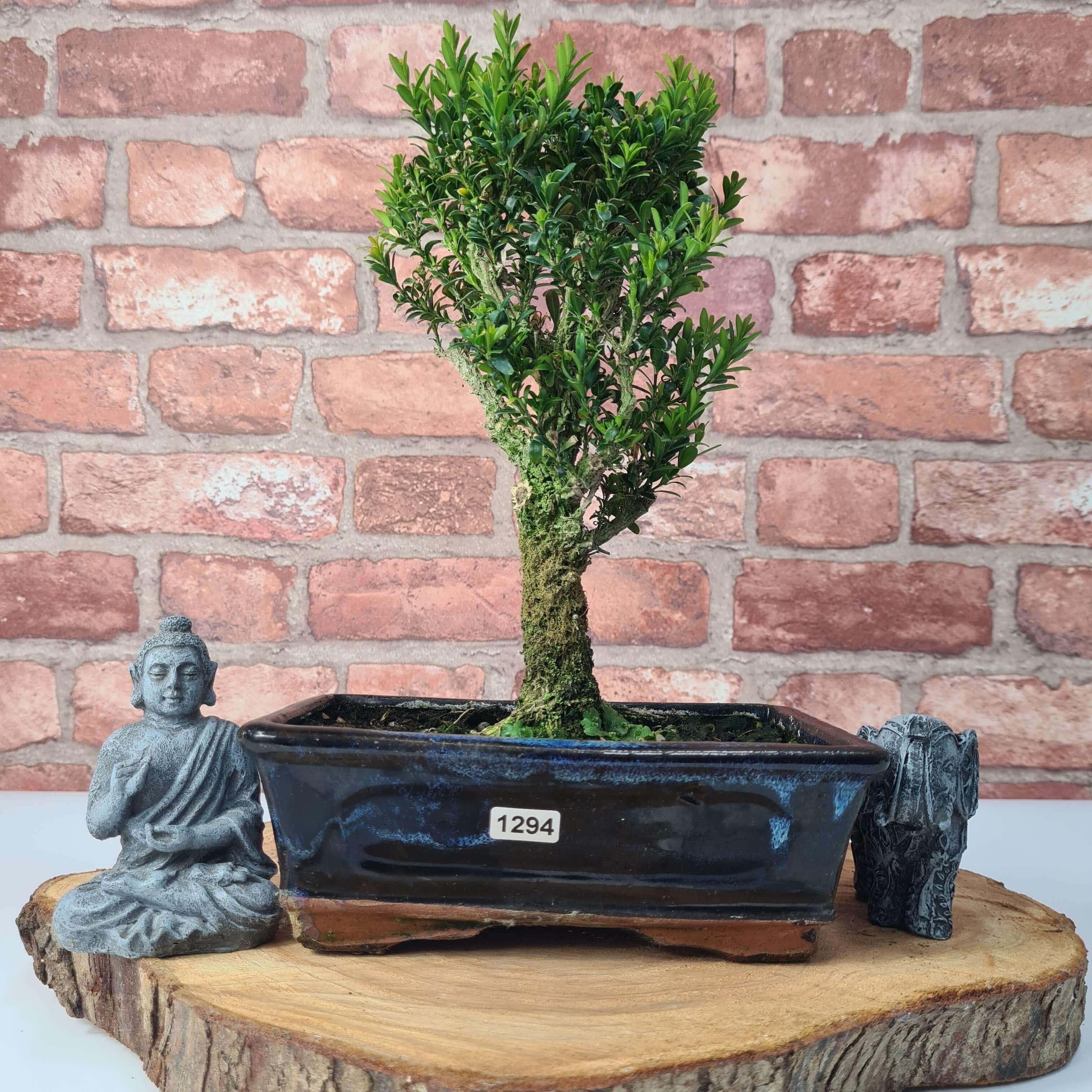 Boxwood (Buxus Harlandii) Bonsai Tree Broom In 20cm Pot Bonsai