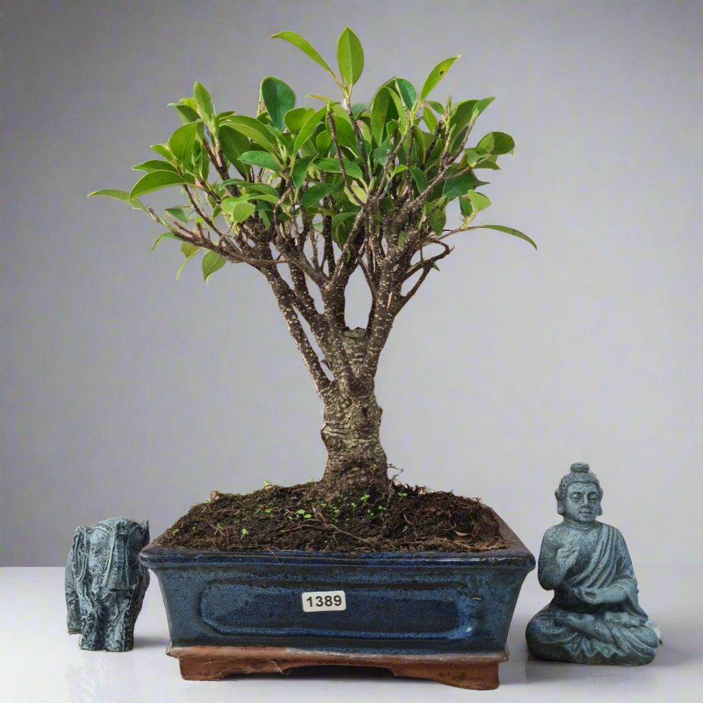 Ficus Microcarpa (Banyan Fig) Indoor Bonsai Tree Broom In 20cm Pot