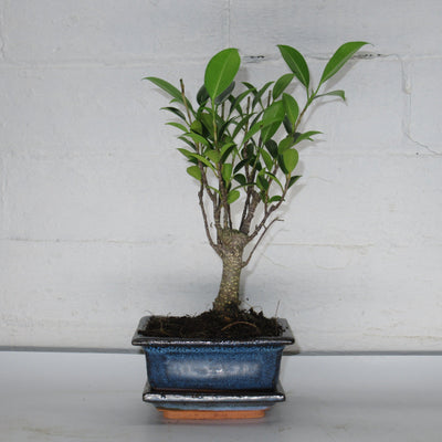 Ficus Microcarpa (Banyan Fig) Indoor Bonsai Tree | Upright Style | 25cm High | In 12cm Pot | With drip tray