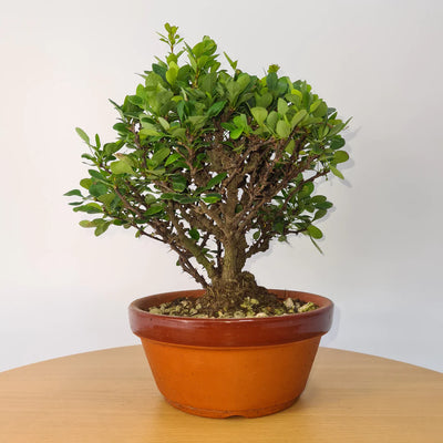 Barberry (Berberis Chinensis) Bonsai Tree Care Guide