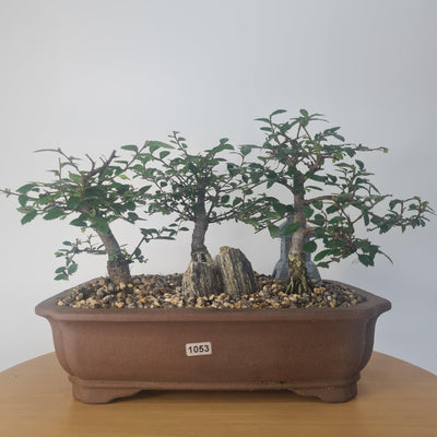 Chinese Elm Bonsai (Ulmus parvifolia) Care Guide