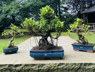 How to care for Bonsai Trees in Autumn and Winter in the UK?