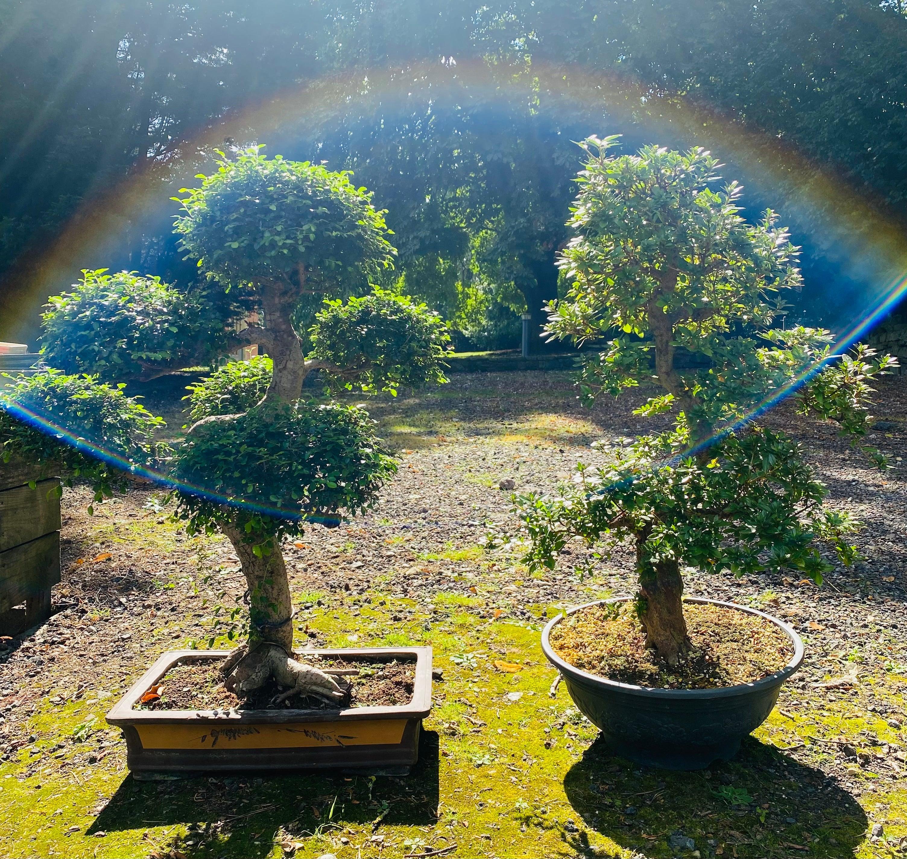 50 facts about the ancient art of Bonsai Trees Yorkshire Bonsai
