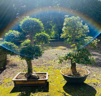 50 facts about the ancient art of Bonsai Trees