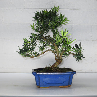 Buddhist Pine (Podocarpus Micro) Care Guide