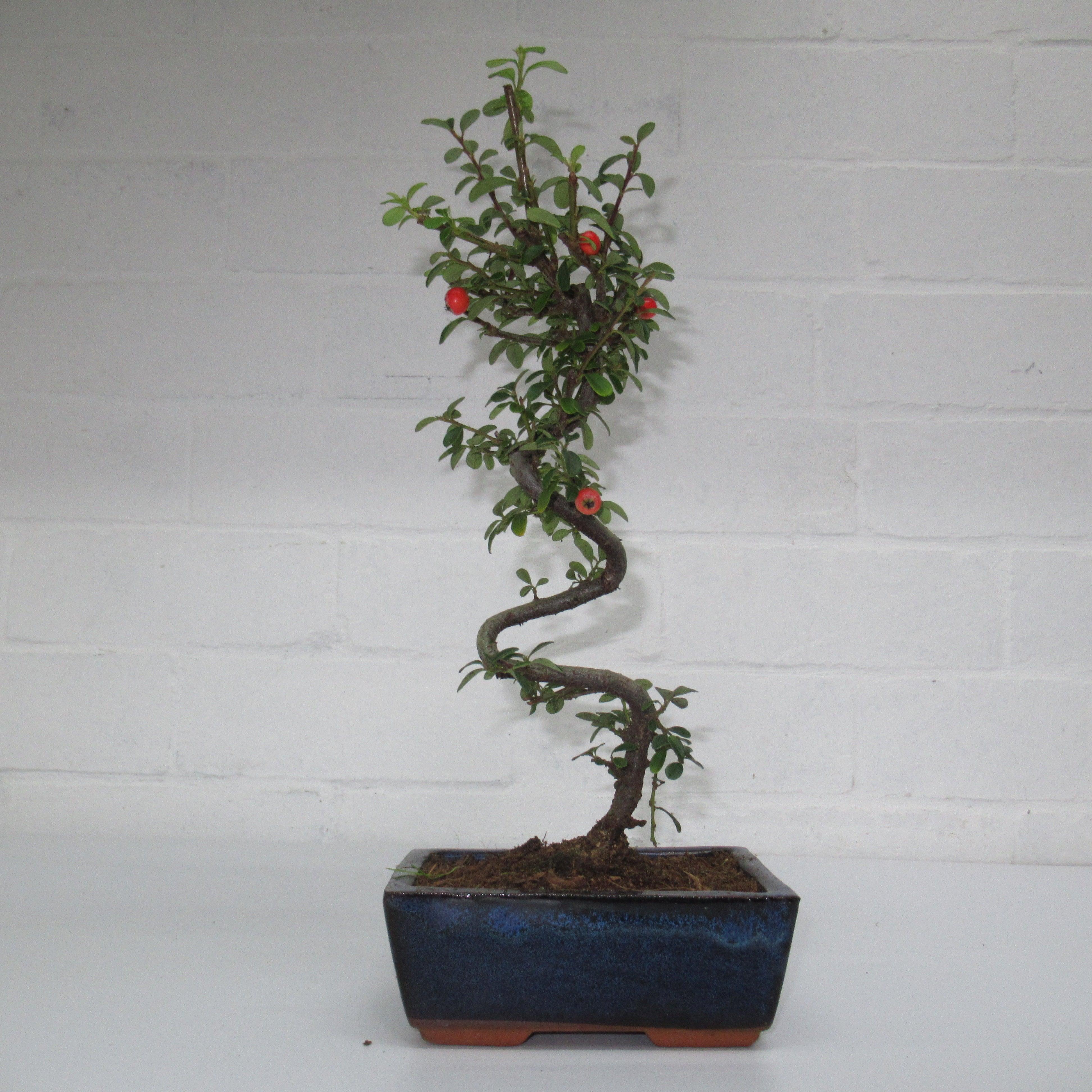 Care Guide For Cotoneaster Bonsai Trees Yorkshire Bonsai