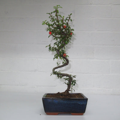 Care Guide For Cotoneaster Bonsai Trees