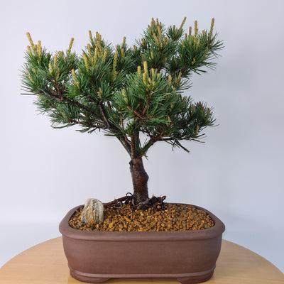 Japanese White Pine bonsai (Pinus parviflora) Care Guide