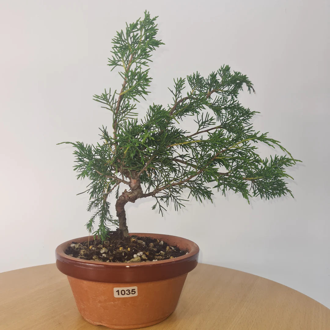 Chinese Juniper (Juniper Chinensis) Bonsai Tree Care Guide Yorkshire