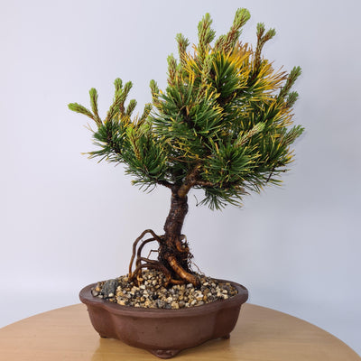 "Mugo Wintergold Pine" (Pinus mugo 'Wintergold')