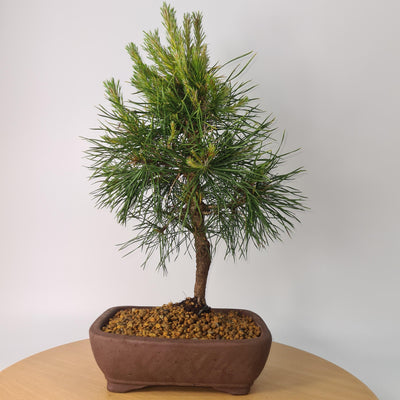 Scots Pine bonsai (Pinus Sylvestris) Care Guide