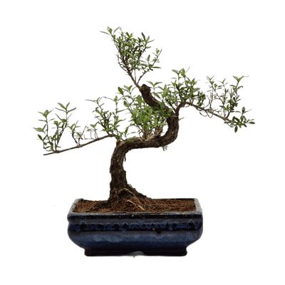 Serissa (Snow Rose) Bonsai Care Guide