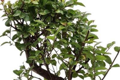 Sweet Plum (Sageretia) Bonsai Tree Care Guide