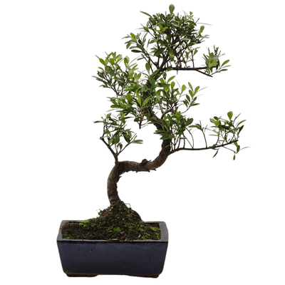 Care Guide for Syzygium (Brush Cherry) Bonsai Trees