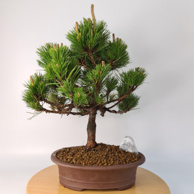 Japanese Black Pine ((Pinus Thunbergii) Care Guide