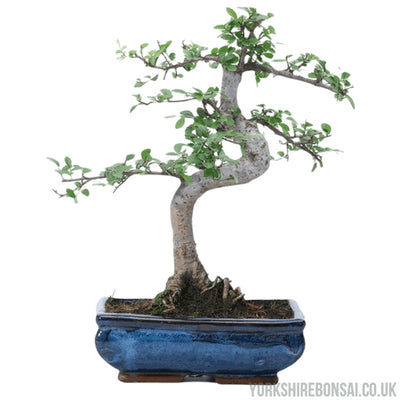 Outdoor Bonsai Trees | Beautiful hand picked collection - Yorkshire Bonsai