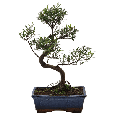 Indoor Bonsai tree- beautiful hand picked collection - Yorkshire Bonsai