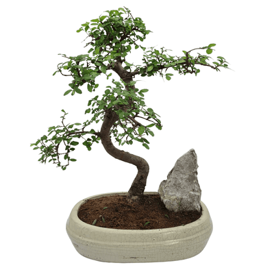 Indoor and Outdoor Bonsai Trees Collection - Yorkshire Bonsai