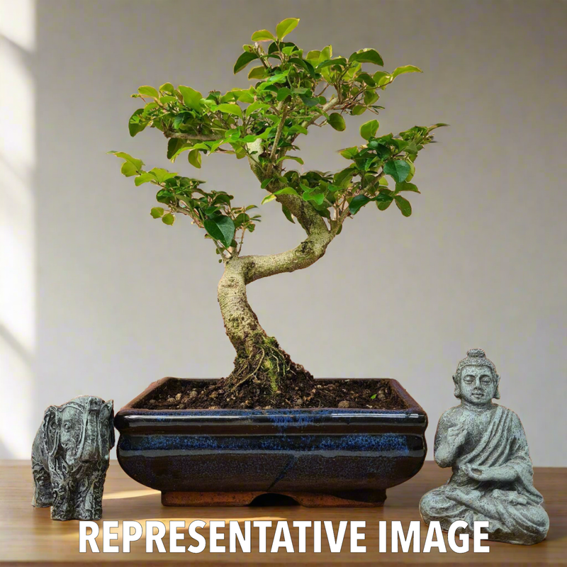 Chinese Privet (Ligustrum Sinense) Bonsai Tree | Shaped | In 20cm Pot