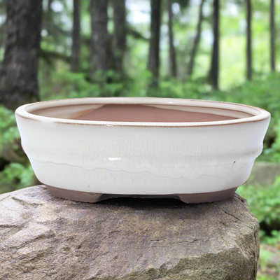 18cm Glazed Bonsai Pot | Oval | 18cm x 15cm x 5cm | White - Yorkshire Bonsai