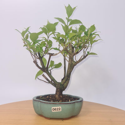 Japanese Beautyberry (Callicarpa Japonica) Bonsai Tree | Height 25-30cm | In 12cm Pot