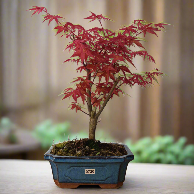 Japanese Maple (Acer) Bonsai Tree | Deshojo Informal Upright | In 20cm Pot