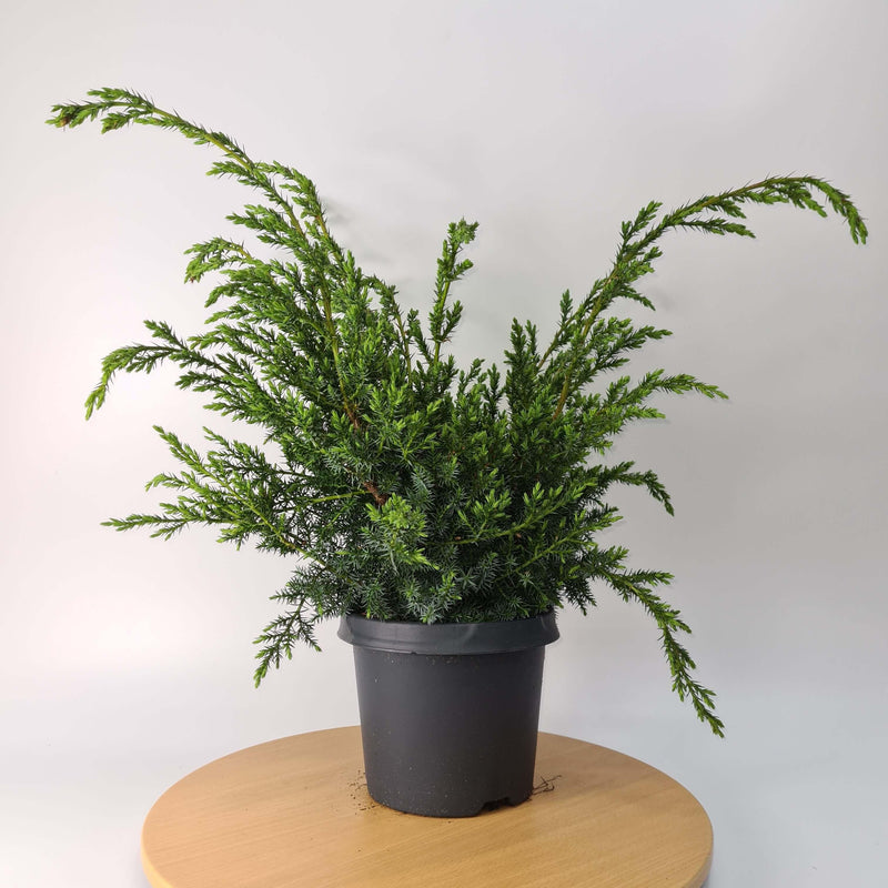 Bonsai Material | Juniper (Juniperus Chinensis) &