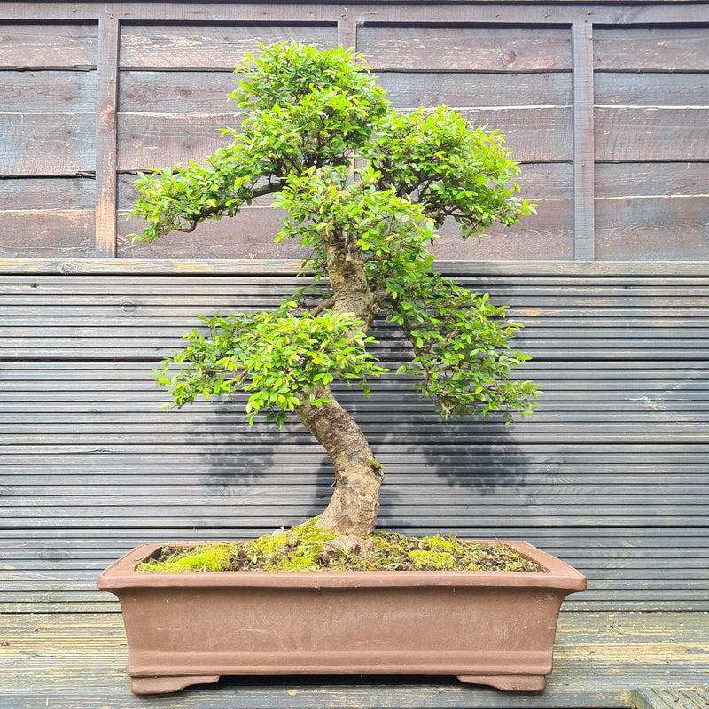 Large Chinese Elm (Ulmus Parvifolia) Bonsai Tree | Shaped Style | Height 100cm | In 60cm Pot